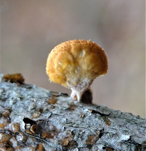 Favolus europaeus