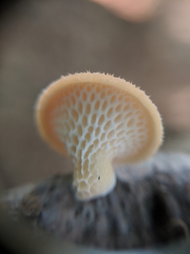 Favolus europaeus