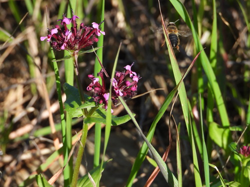 Fedia cornucopiae