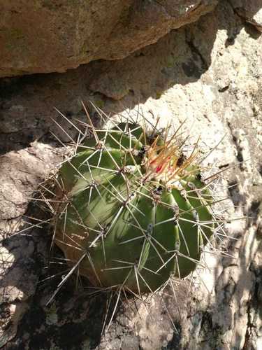 Ferocactus alamosanus