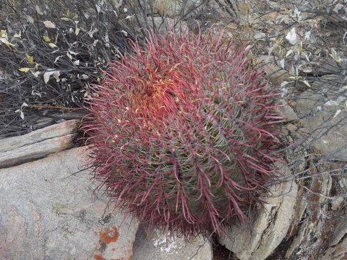 Ferocactus gracilis
