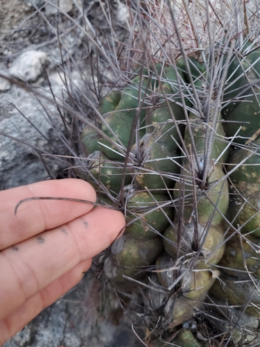 Ferocactus hamatacanthus