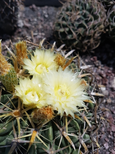 Ferocactus latispinus