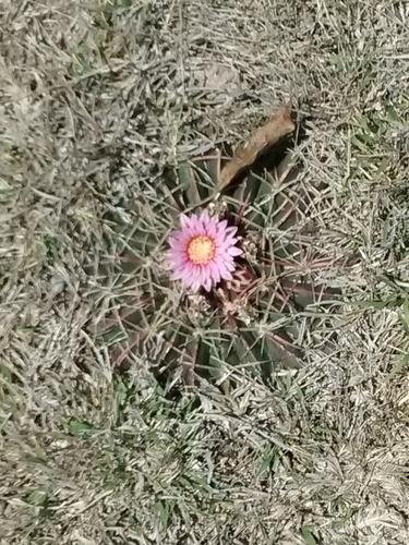 Ferocactus macrodiscus