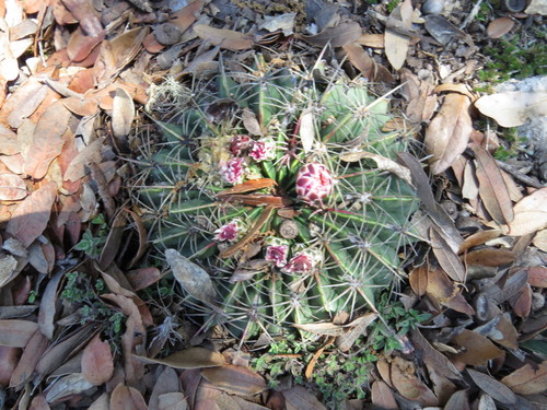 Ferocactus macrodiscus