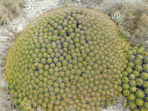 Ferocactus robustus