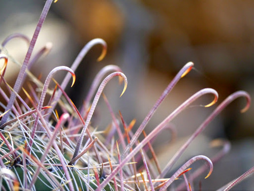 Ferocactus wislizeni