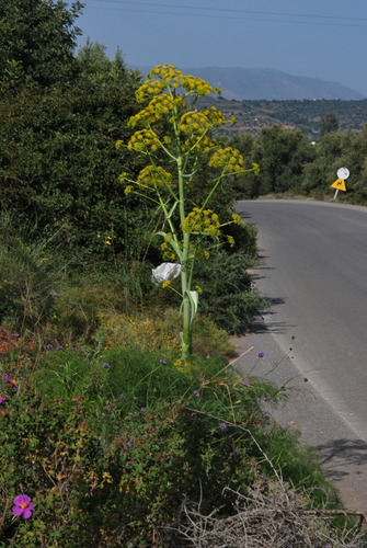 Ferula communis