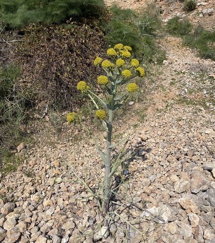 Ferula communis