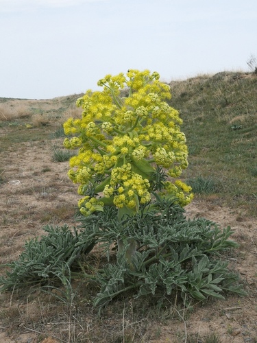 Ferula foetida