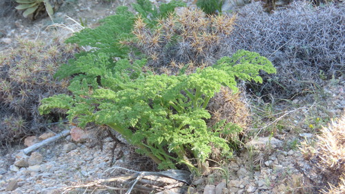 Ferula gummosa