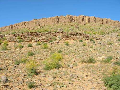 Ferula longipes