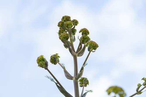 Ferula tingitana