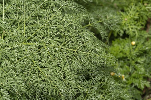 Ferula tingitana