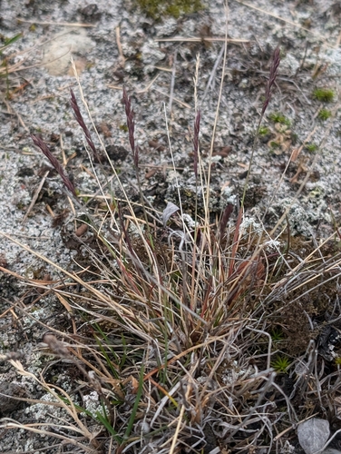 Festuca brachyphylla