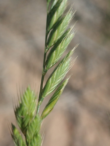 Festuca octoflora