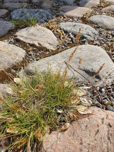 Festuca ovina