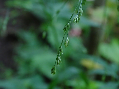 Festuca subverticillata