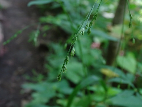 Festuca subverticillata