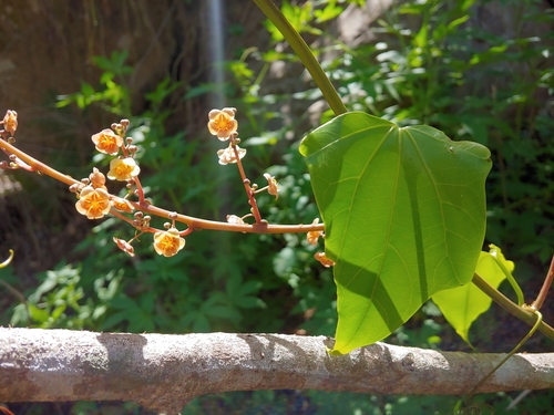 Fevillea cordifolia