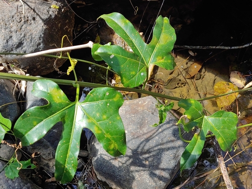 Fevillea cordifolia