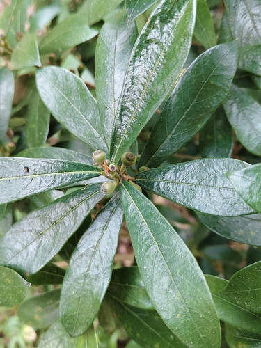 Ficus abelii