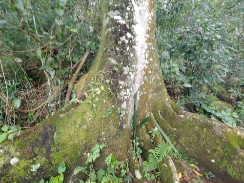 Ficus adhatodifolia