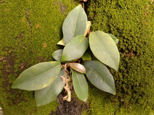 Ficus americana