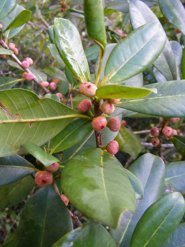 Ficus americana