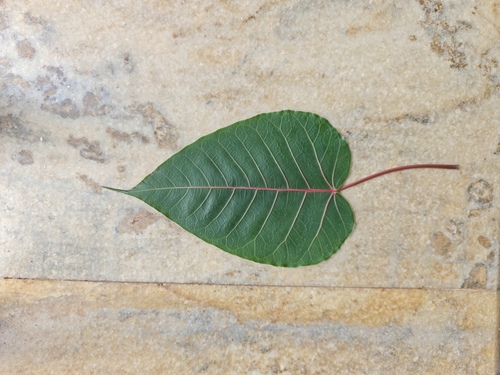 Ficus arnottiana