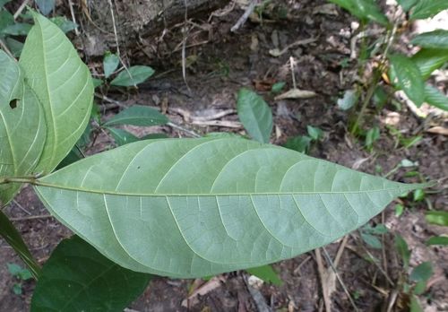 Ficus asperifolia