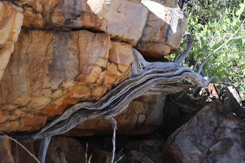Ficus atricha