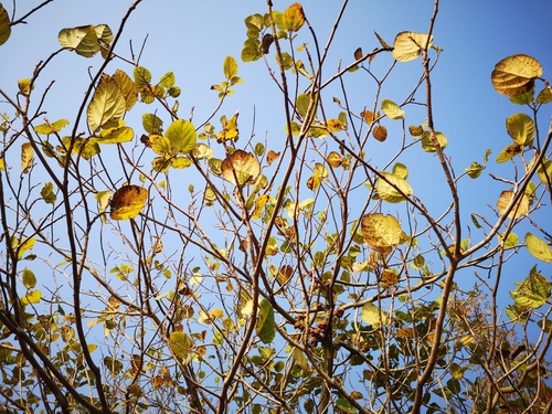 Ficus auriculata