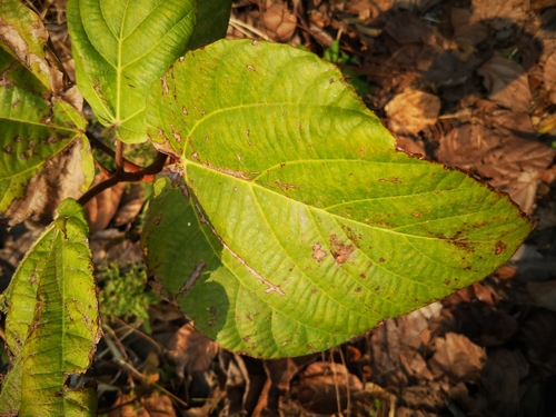Ficus auriculata