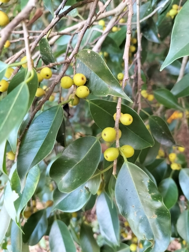 Ficus benjamina