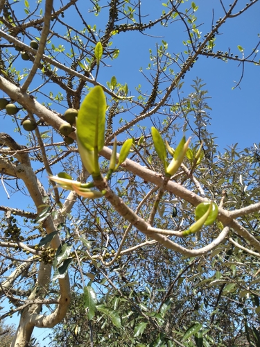 Ficus bubu