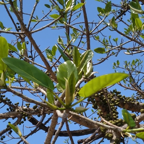 Ficus bubu