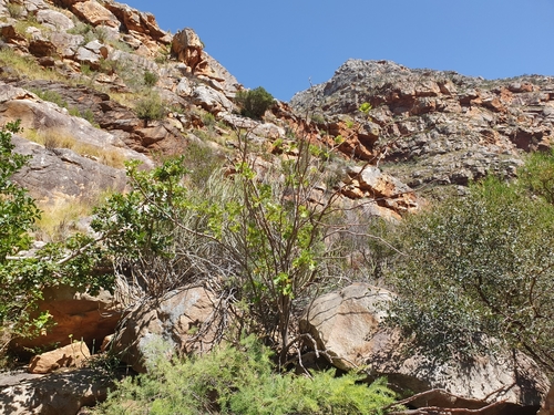 Ficus burtt-davyi