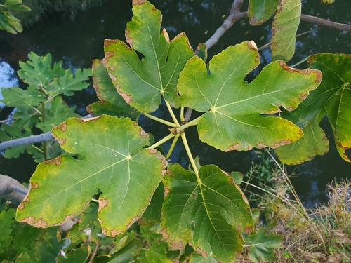 Ficus carica subsp. rupestris