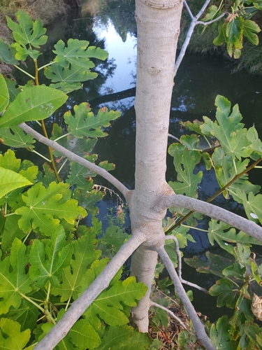 Ficus carica subsp. rupestris