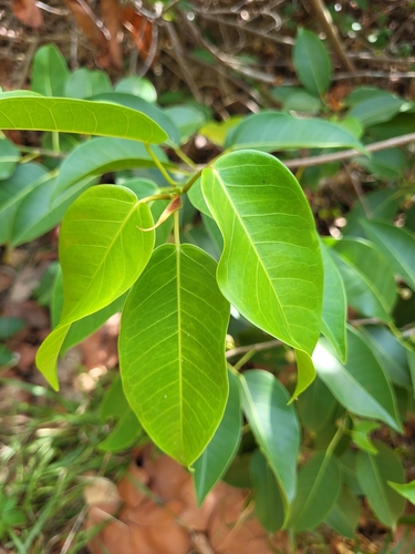 Ficus citrifolia
