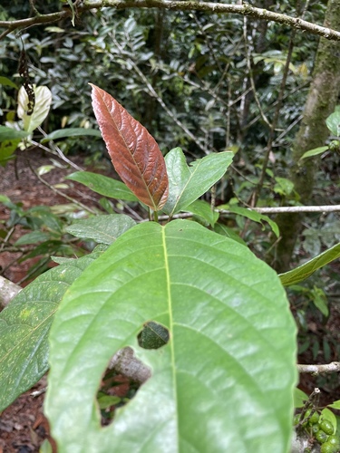 Ficus congesta