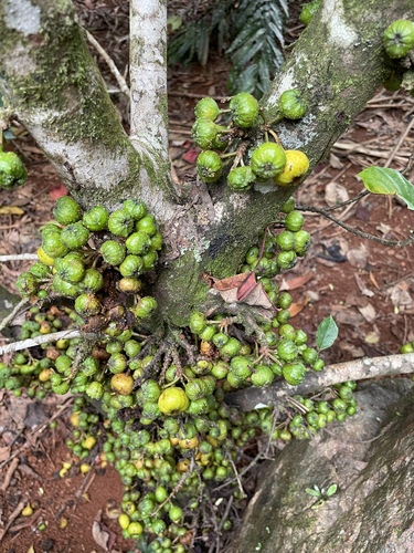 Ficus congesta