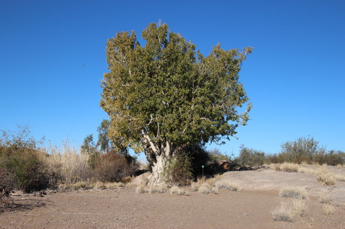 Ficus cordata