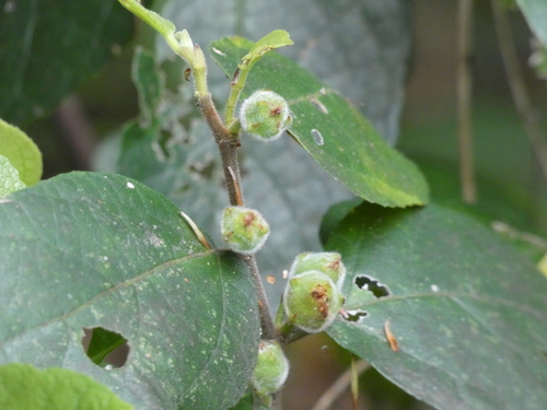 Ficus coronata