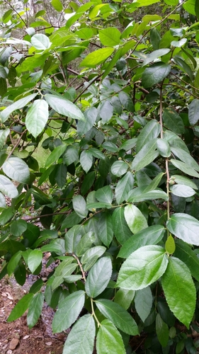 Ficus coronata