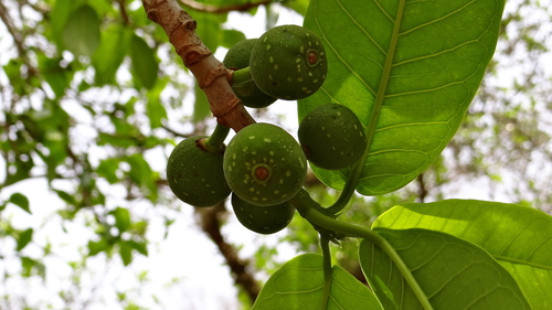 Ficus cotinifolia