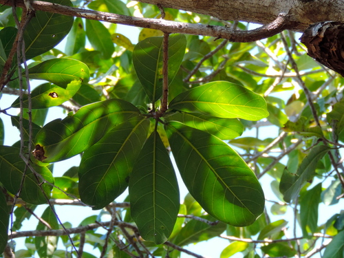 Ficus cotinifolia