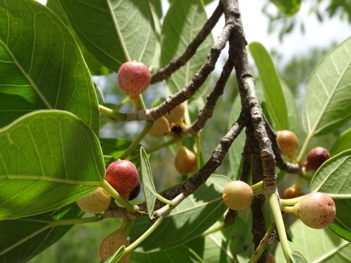 Ficus crassinervia