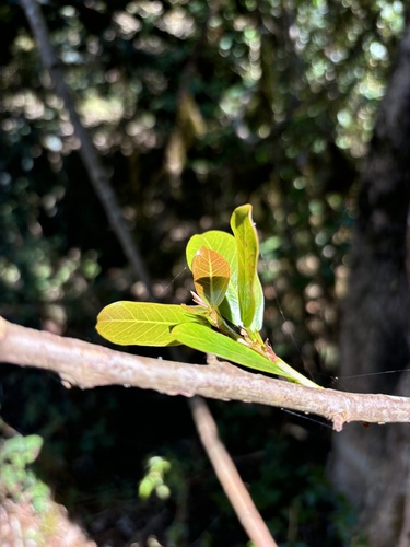 Ficus craterostoma